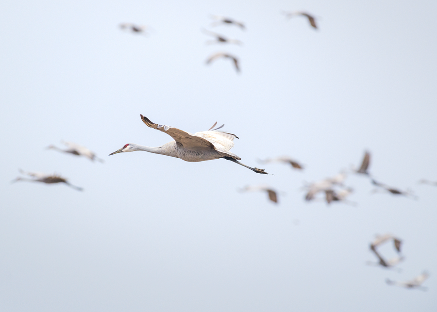 Sandhill crane in flight with a flock soft in the distance