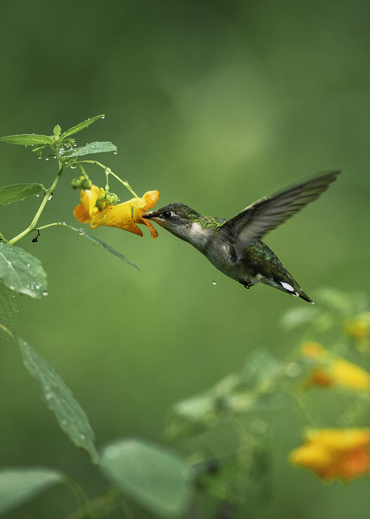 Colibri se nourrissant sur une fleur sauvage — une photographie à travers la plateforme
